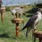 sonntägliche Falkenshow auf der Burg Hohenneuffen