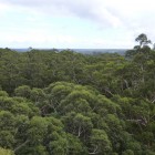 Blick vom Gloucester Tree