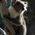 Koala im Yanchep National Park