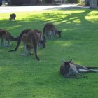 Kängurus im Yanchep National Park